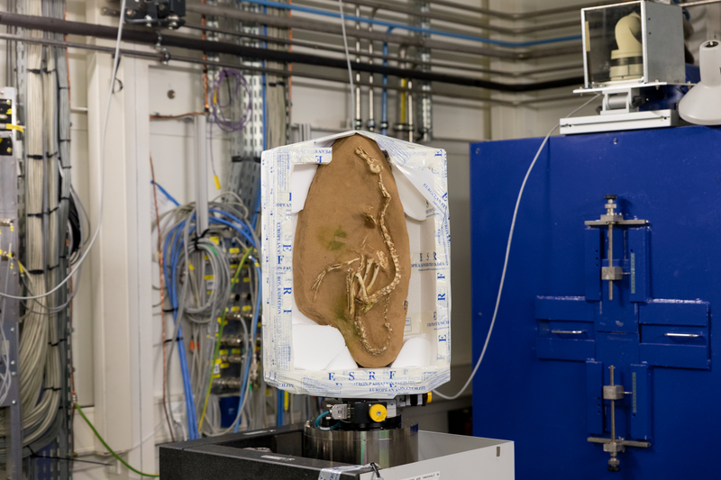 Picture of Halszkaraptor escuilliei fossil, set up at the ESRF tomography beamline. Credit: ESRF/P. Jayet